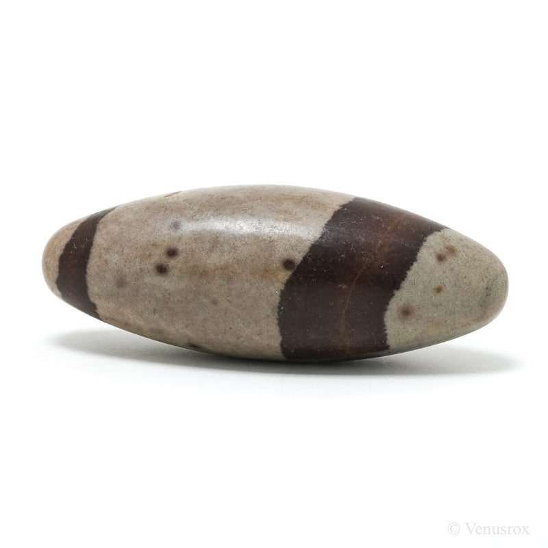 Shiva Lingam from the Narmada River, Madhya Pradesh, India | Venusrox