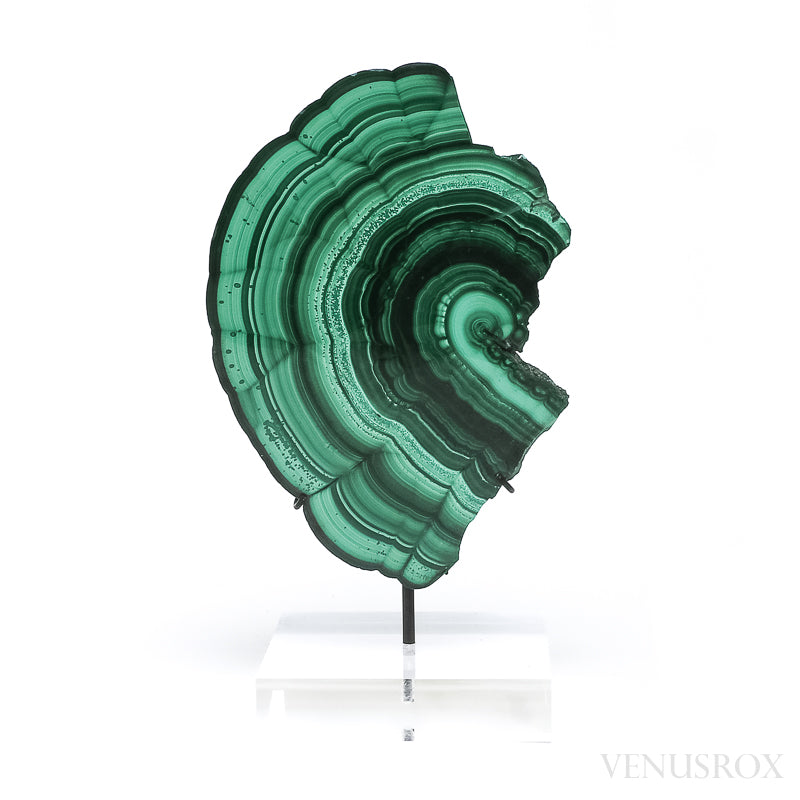 Malachite Polished Slice from the Democratic Republic of the Congo, mounted on a bespoke stand | Venusrox