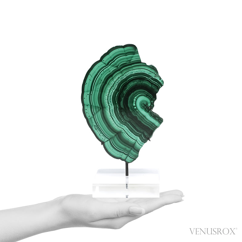 Malachite Polished Slice from the Democratic Republic of the Congo, mounted on a bespoke stand | Venusrox