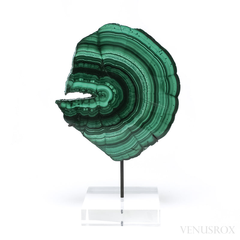 Malachite Polished Slice from the Democratic Republic of the Congo, mounted on a bespoke stand | Venusrox