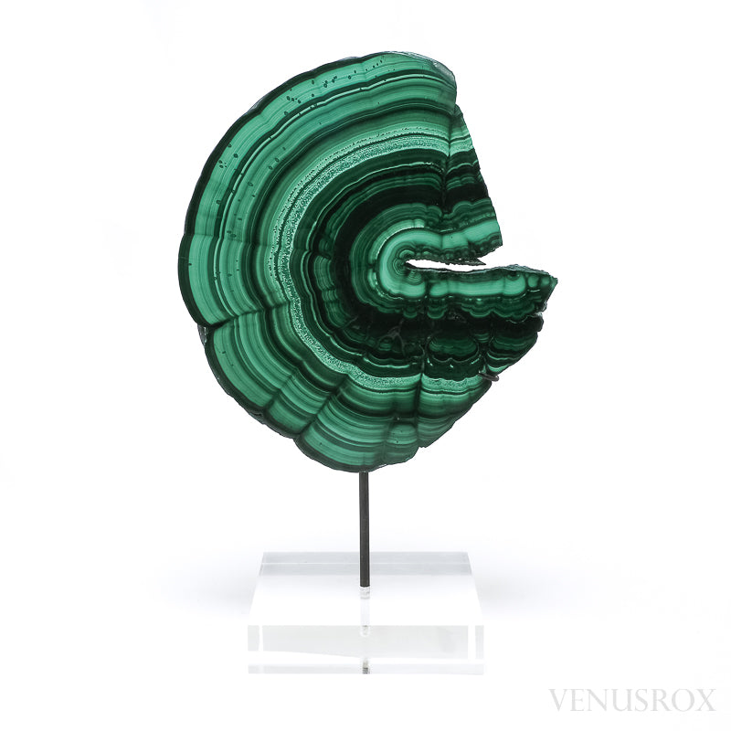 Malachite Polished Slice from the Democratic Republic of the Congo, mounted on a bespoke stand | Venusrox