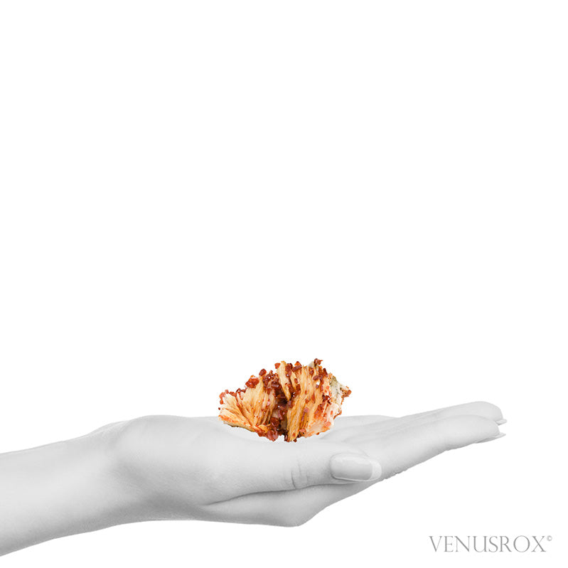 Vanadinite on Barite Natural Specimen from Mibladen, Midelt, Meknes-Tafilalet Region, Morocco | Venusrox