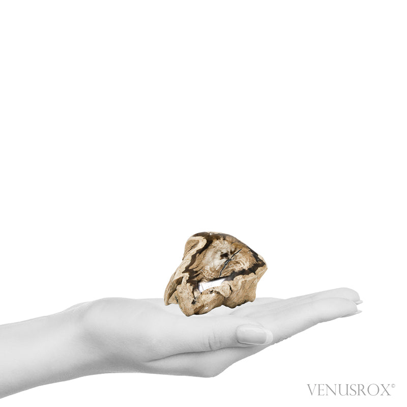 Petrified Wood Polished/Natural Crystal from Vantage, Washington State, USA | Venusrox