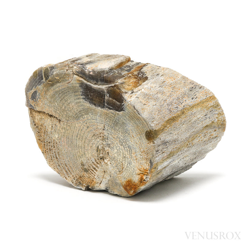 Petrified Wood Polished/Natural Crystal from Vantage, Washington State, USA | Venusrox