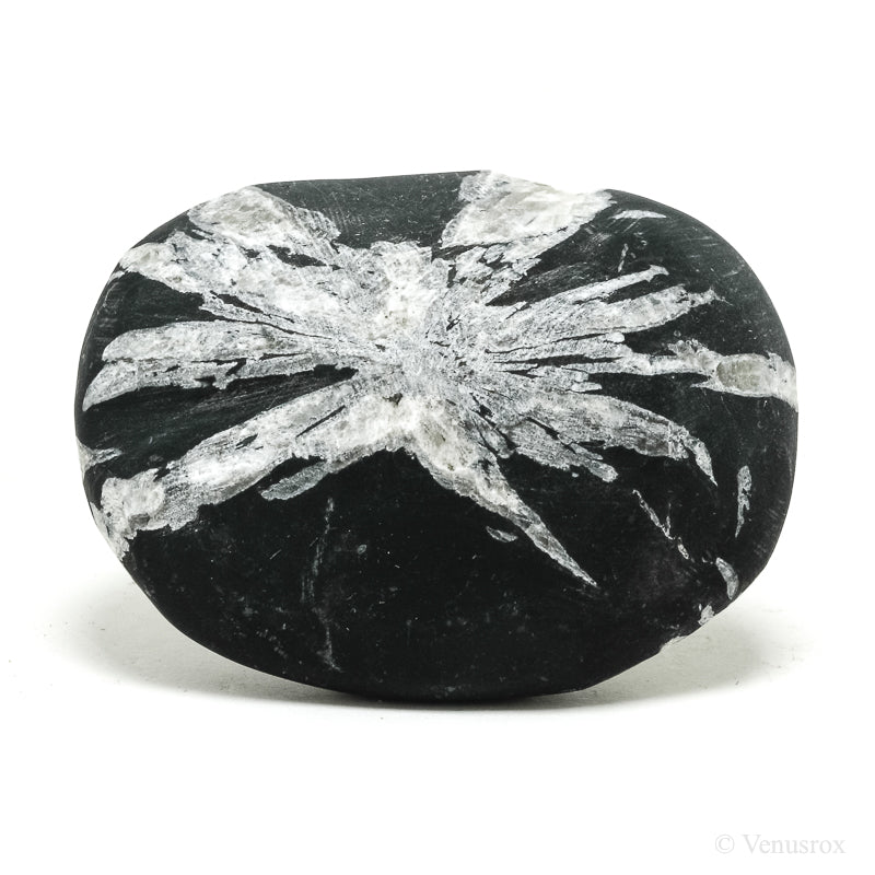 Chrysanthemum Stone from China | Venusrox