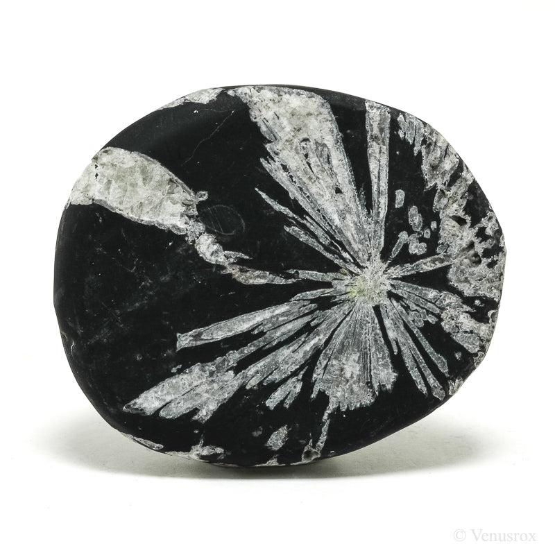 Chrysanthemum Stone from China | Venusrox