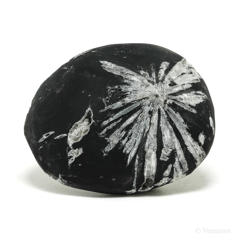 Chrysanthemum Stone from China | Venusrox
