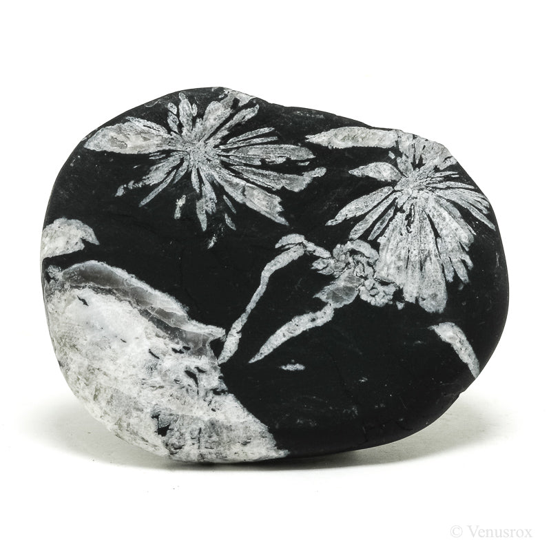 Chrysanthemum Stone from China | Venusrox