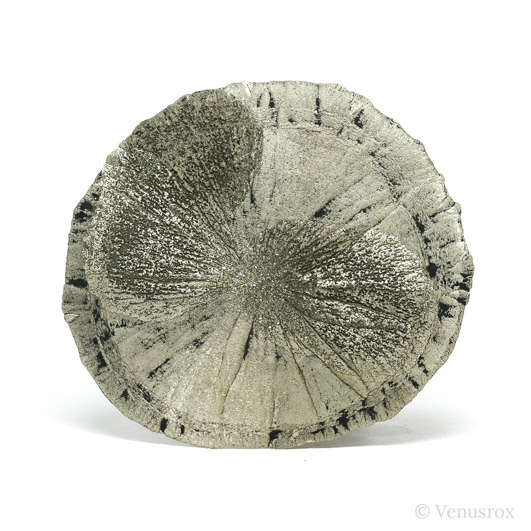Pyrite Sun from Sparta, Randolph Co., Illinois, USA | Venusrox