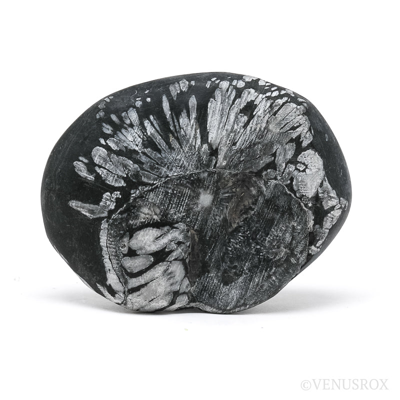 Chrysanthemum Stone from China | Venusrox