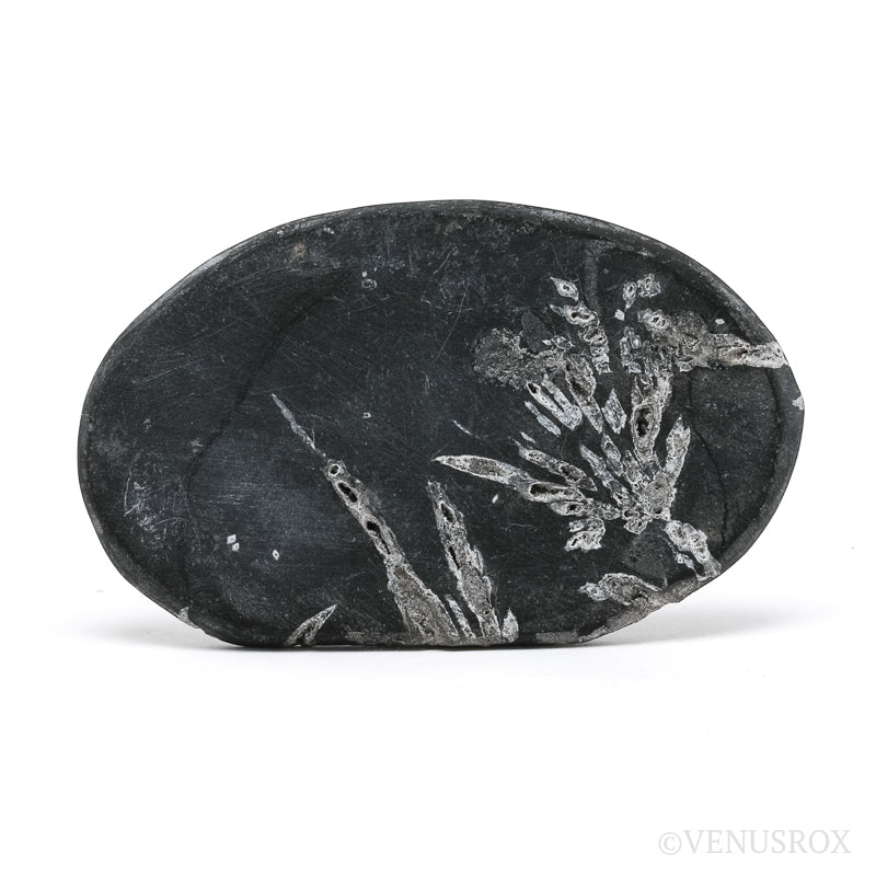 Chrysanthemum Stone from China | Venusrox