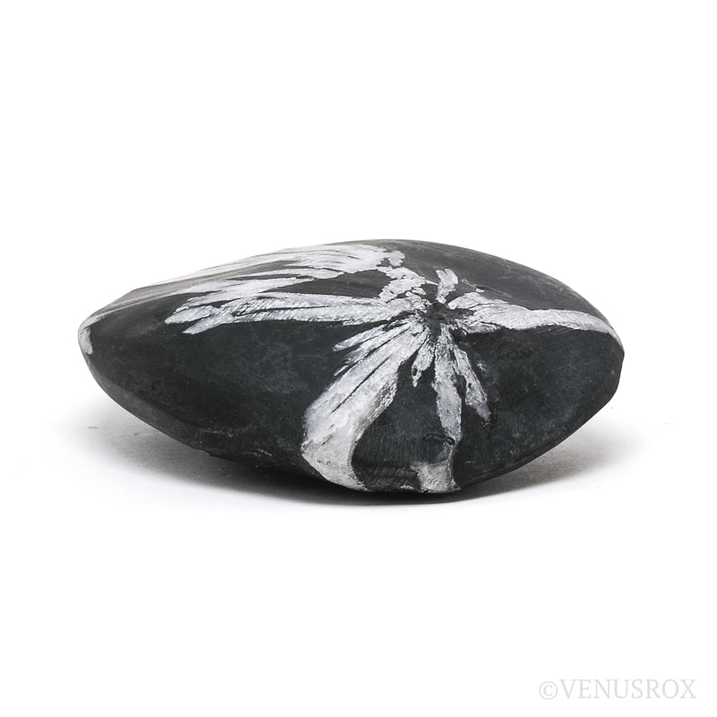 Chrysanthemum Stone from China | Venusrox