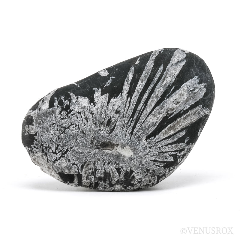 Chrysanthemum Stone from China | Venusrox