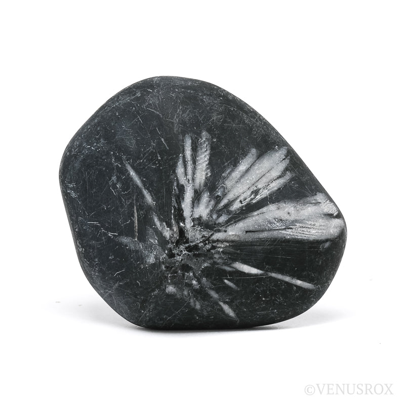 Chrysanthemum Stone from China | Venusrox