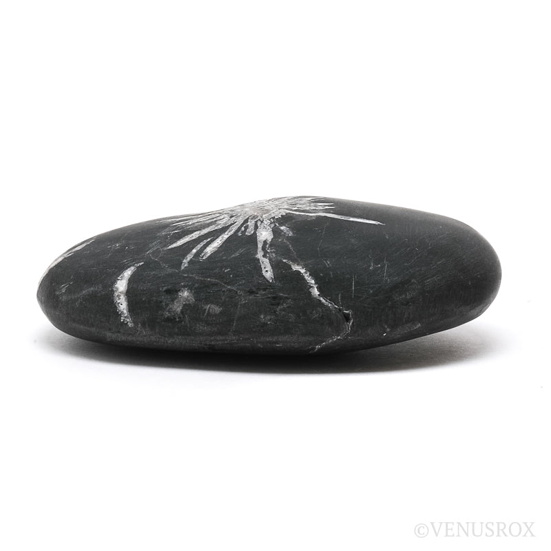 Chrysanthemum Stone from China | Venusrox