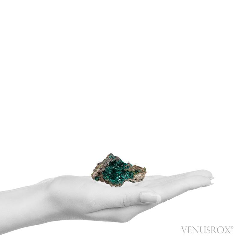 Dioptase on Matrix Natural Cluster from Renéville, Kindanba District, Pool Department, Demacratic Republic of the Congo | Venusrox