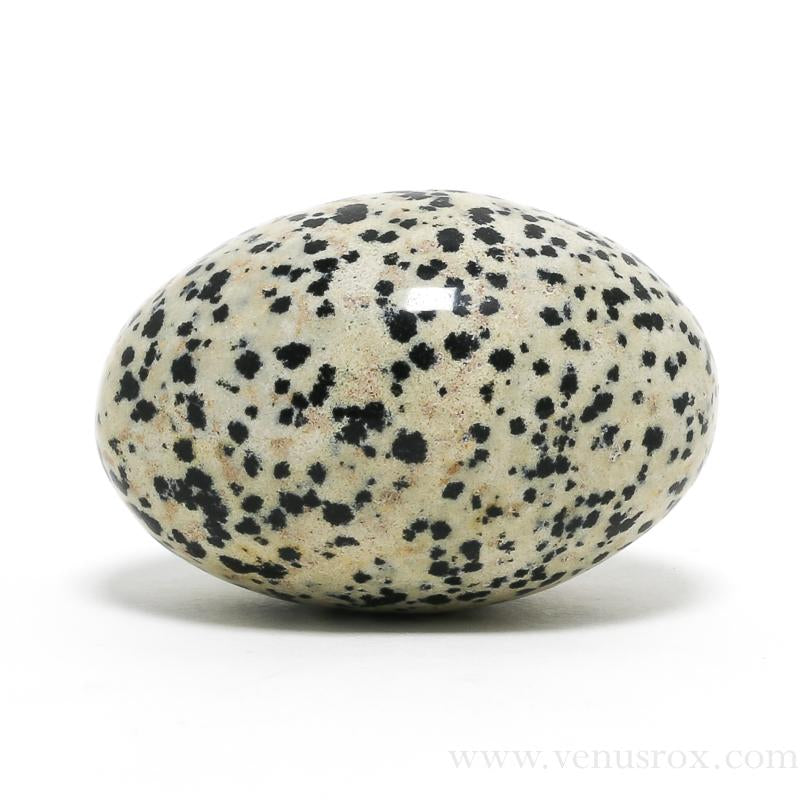 Dalmatian Jasper | Venusrox