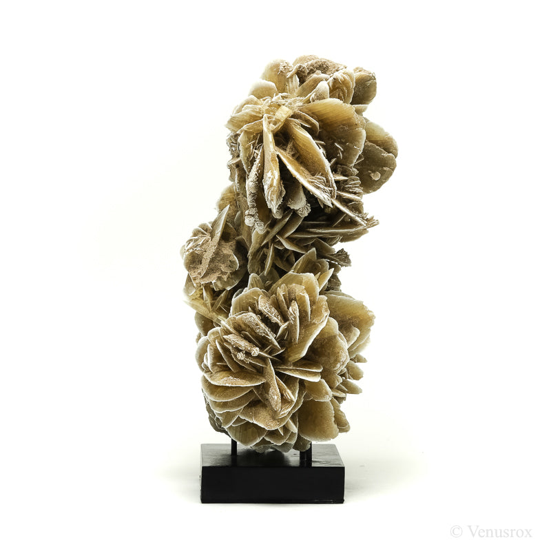 Desert Rose Natural Cluster from Mexico mounted on a stand | Venusrox