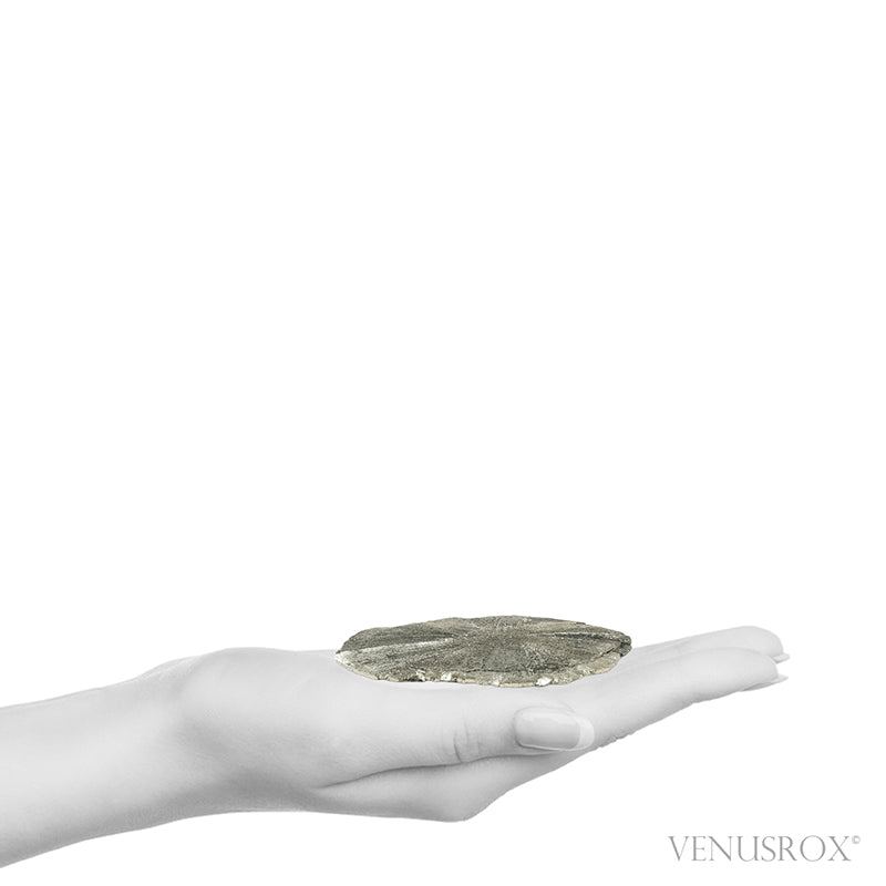 Pyrite Sun from Sparta, Randolph Co., Illinois, USA | Venusrox