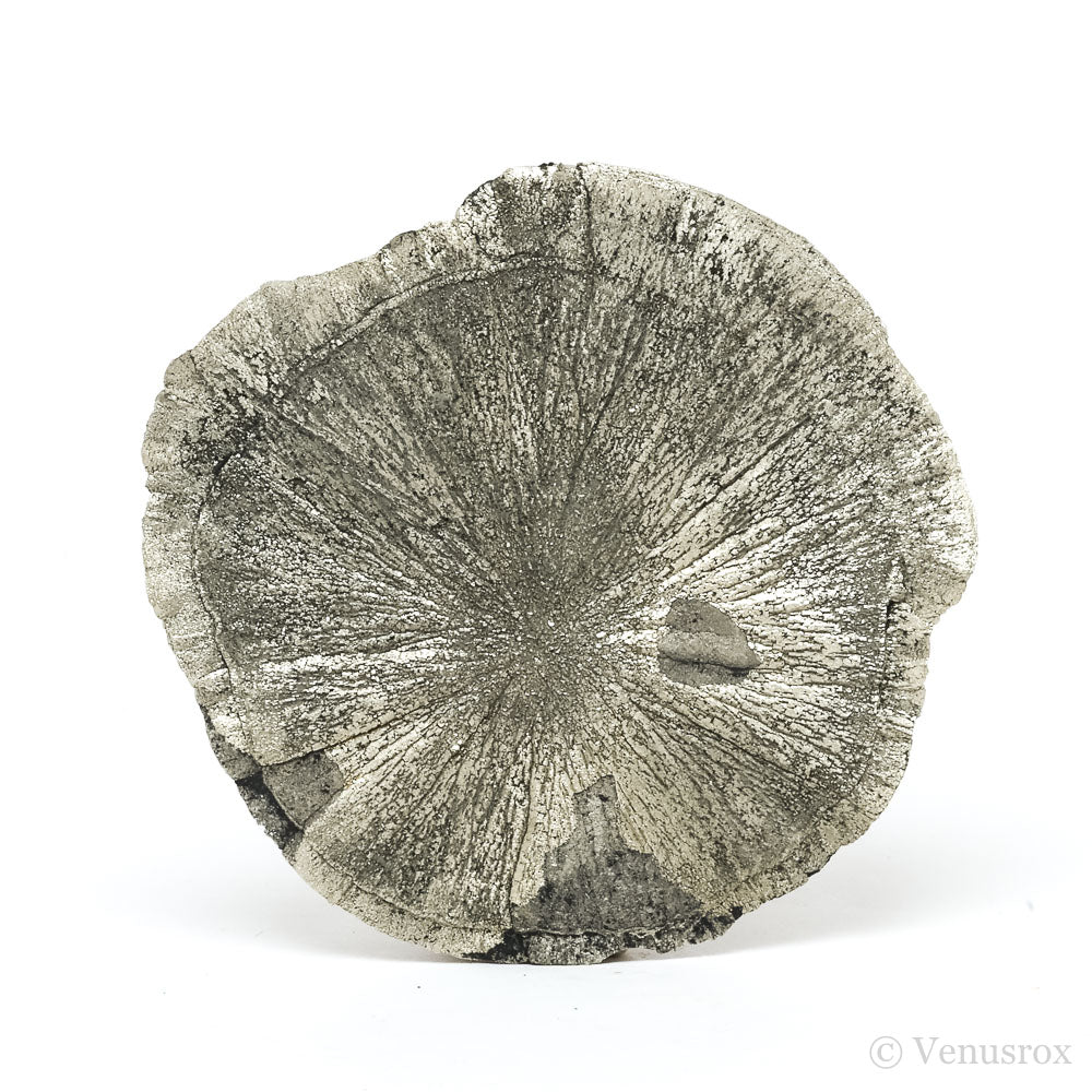 Pyrite Sun from Sparta, Randolph Co., Illinois, USA | Venusrox