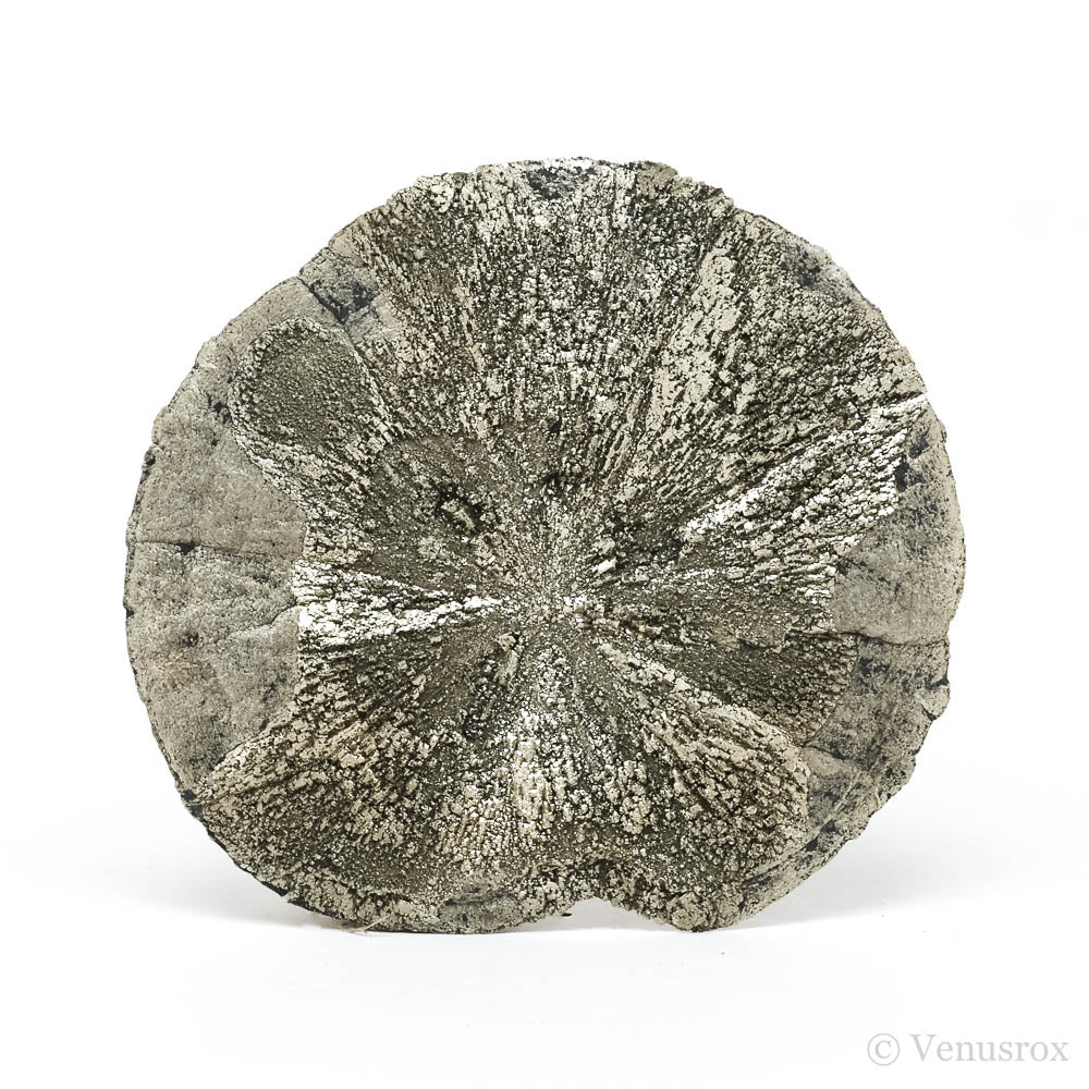 Pyrite Sun from Sparta, Randolph Co., Illinois, USA | Venusrox