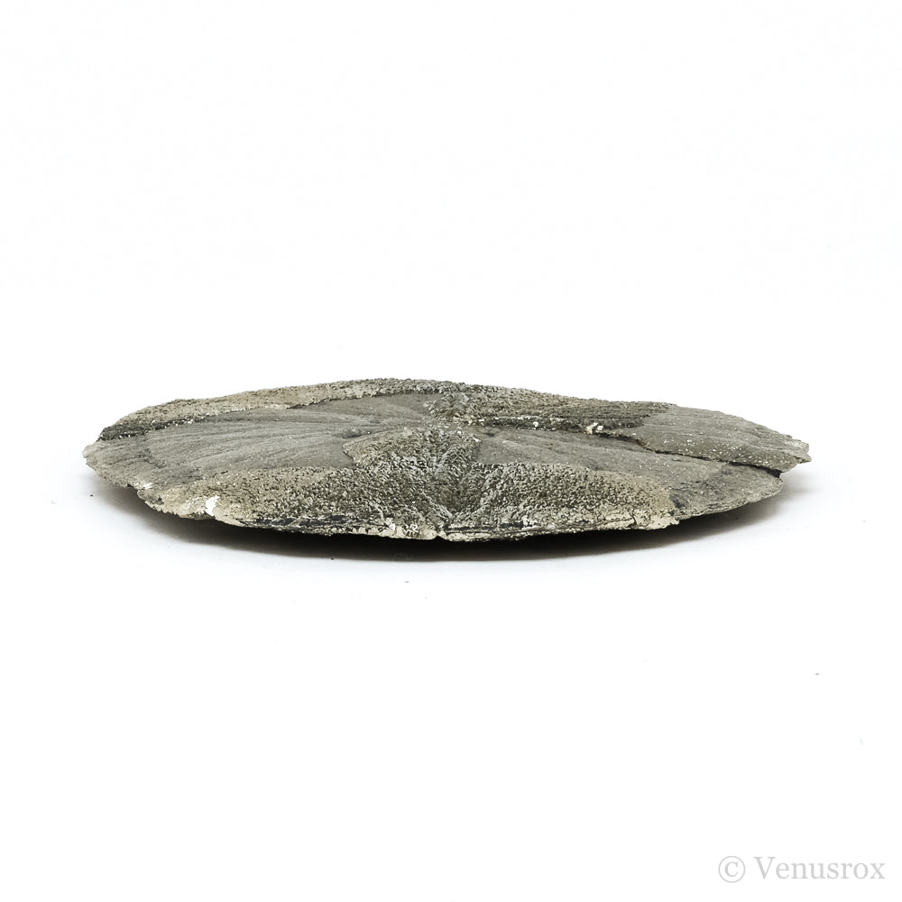 Pyrite Sun from Sparta, Randolph Co., Illinois, USA | Venusrox