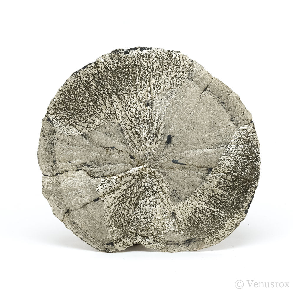 Pyrite Sun from Sparta, Randolph Co., Illinois, USA | Venusrox