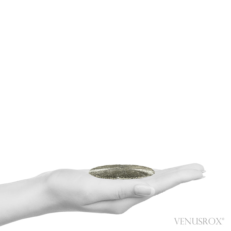 Pyrite Sun from Sparta, Randolph Co., Illinois, USA | Venusrox