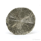 Pyrite Sun from Sparta, Randolph Co., Illinois, USA | Venusrox