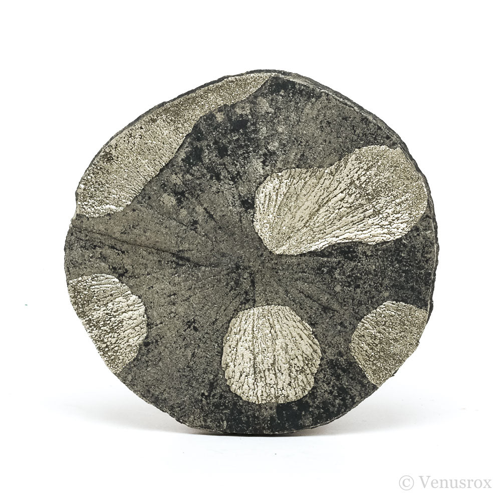 Pyrite Sun from Sparta, Randolph Co., Illinois, USA | Venusrox