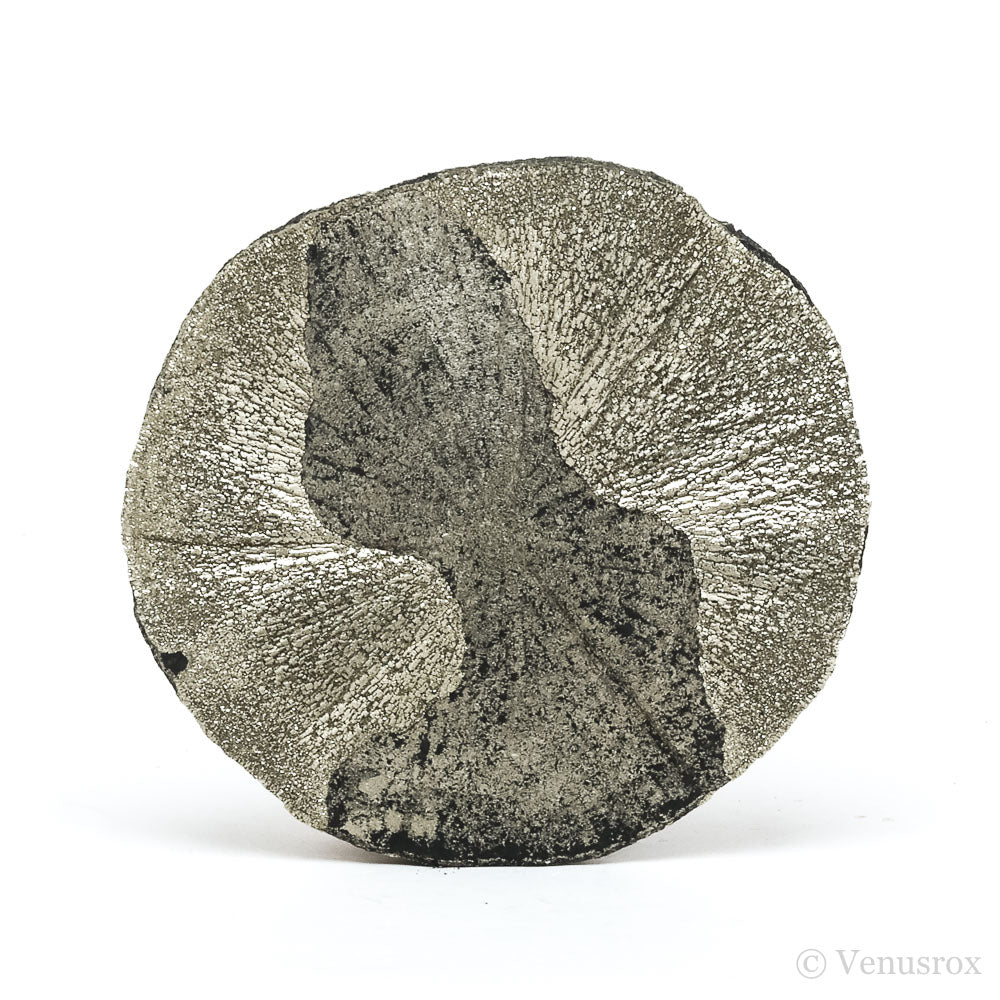 Pyrite Sun from Sparta, Randolph Co., Illinois, USA | Venusrox