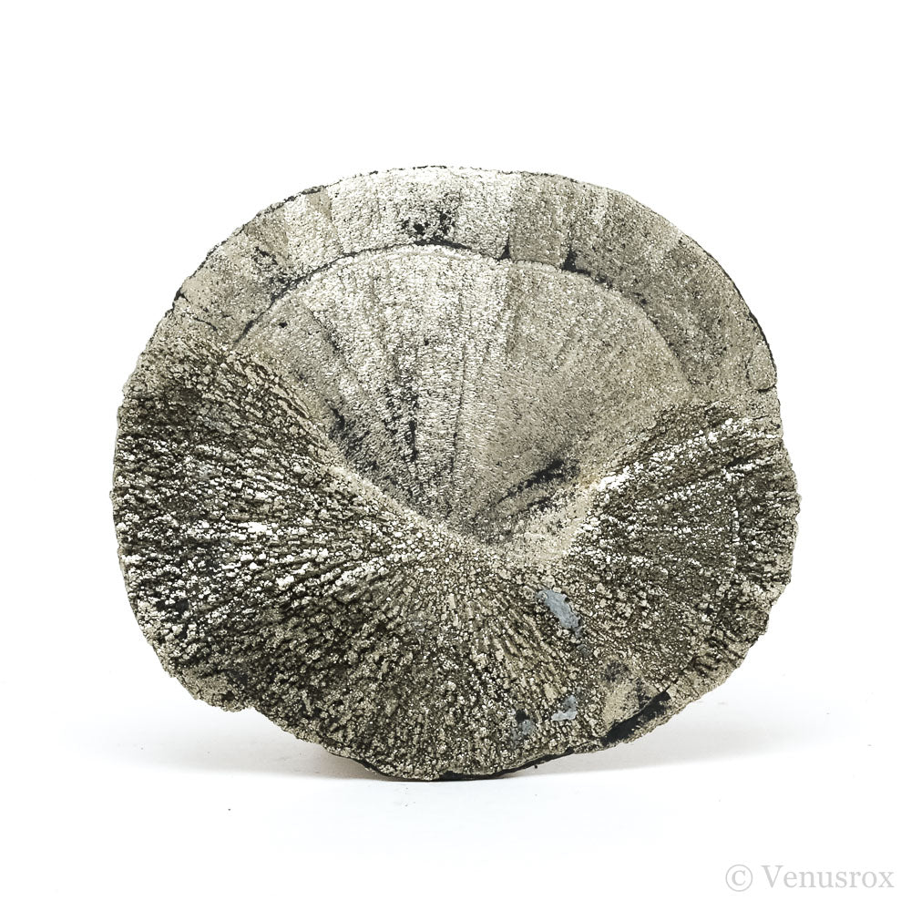 Pyrite Sun from Sparta, Randolph Co., Illinois, USA | Venusrox