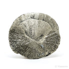 Pyrite Sun from Sparta, Randolph Co., Illinois, USA | Venusrox