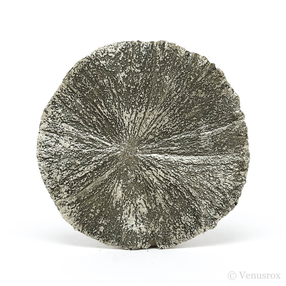 Pyrite Sun from Sparta, Randolph Co., Illinois, USA | Venusrox