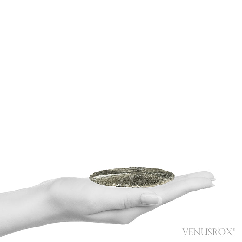 Pyrite Sun from Sparta, Randolph Co., Illinois, USA | Venusrox