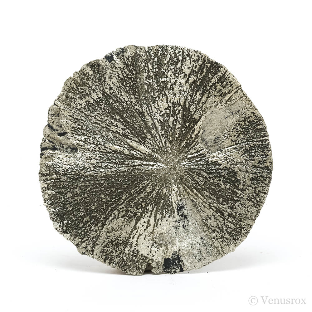Pyrite Sun from Sparta, Randolph Co., Illinois, USA | Venusrox