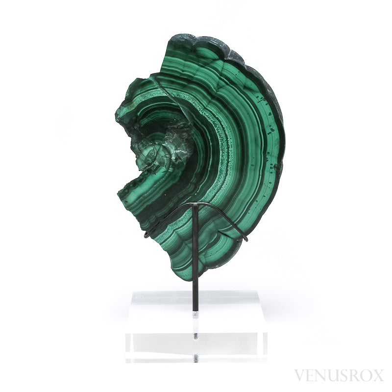 Malachite Polished Slice from the Democratic Republic of the Congo, mounted on a bespoke stand | Venusrox
