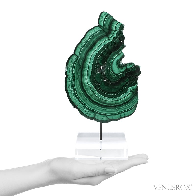 Malachite Polished Slice from the Democratic Republic of the Congo, mounted on a bespoke stand | Venusrox