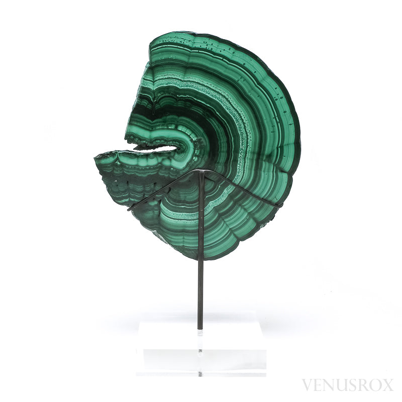Malachite Polished Slice from the Democratic Republic of the Congo, mounted on a bespoke stand | Venusrox