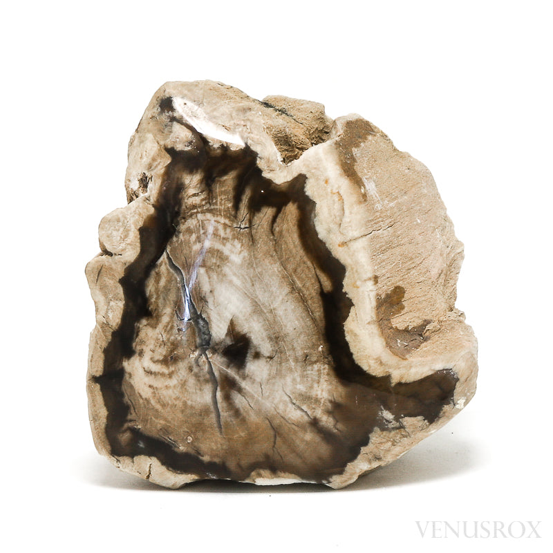 Petrified Wood Polished/Natural Crystal from Vantage, Washington State, USA | Venusrox