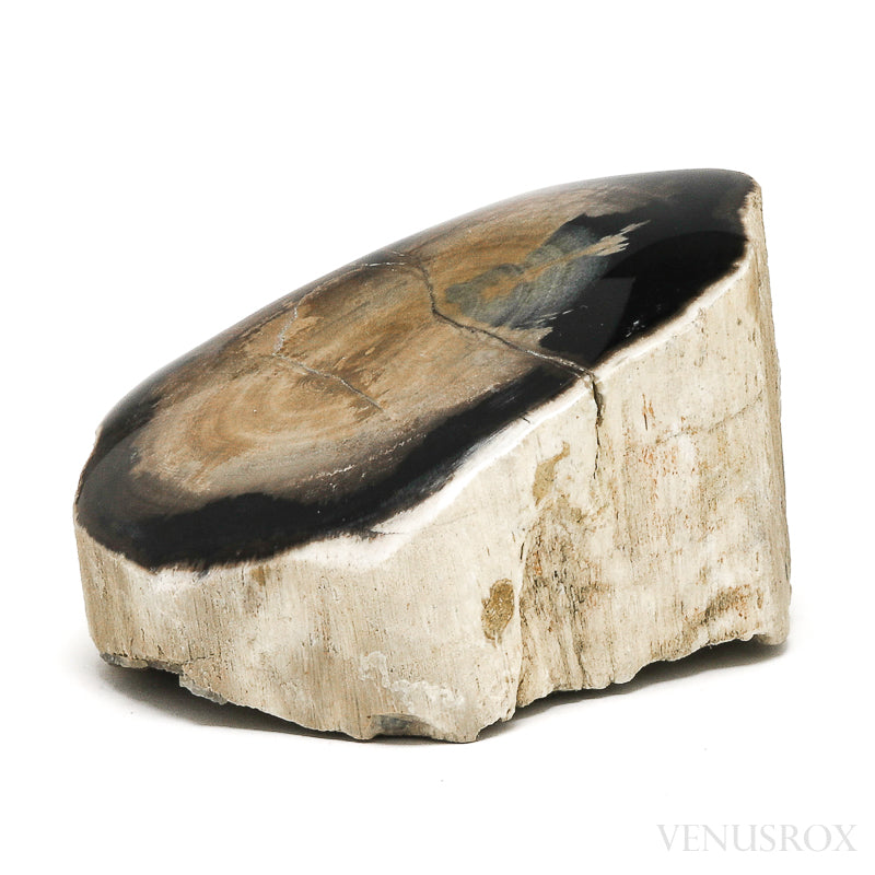 Petrified Wood Polished/Natural Crystal from Oregon, USA | Venusrox