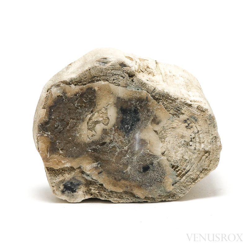 Petrified Wood Polished/Natural Crystal from Oregon, USA | Venusrox
