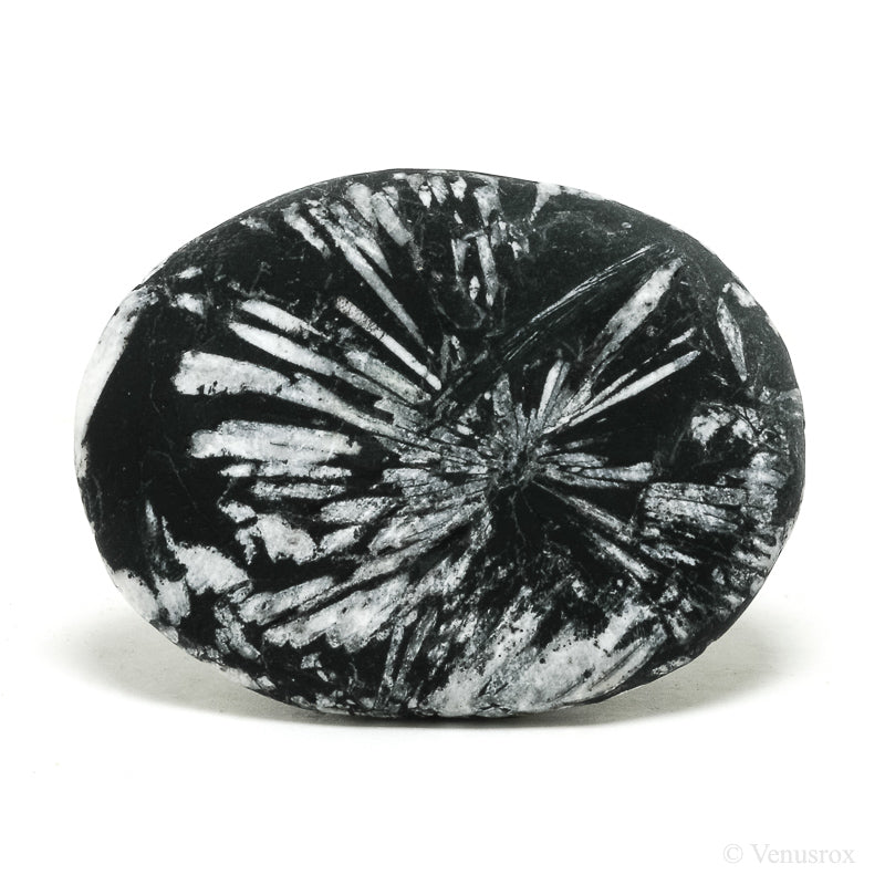 Chrysanthemum Stone from China | Venusrox