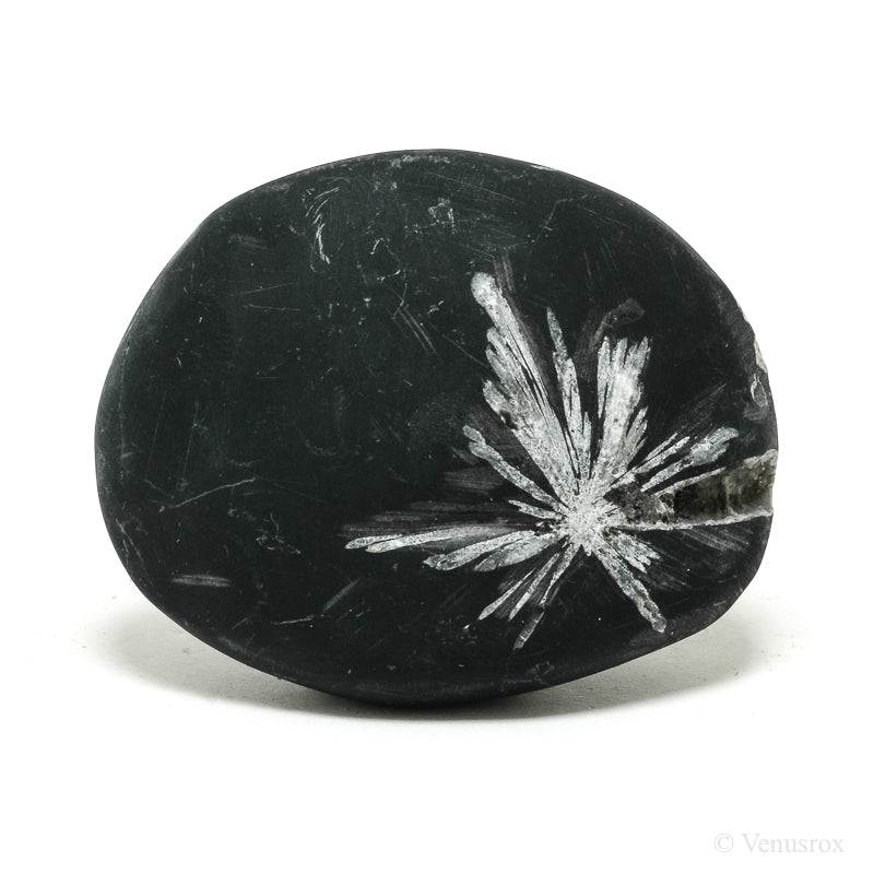 Chrysanthemum Stone from China | Venusrox