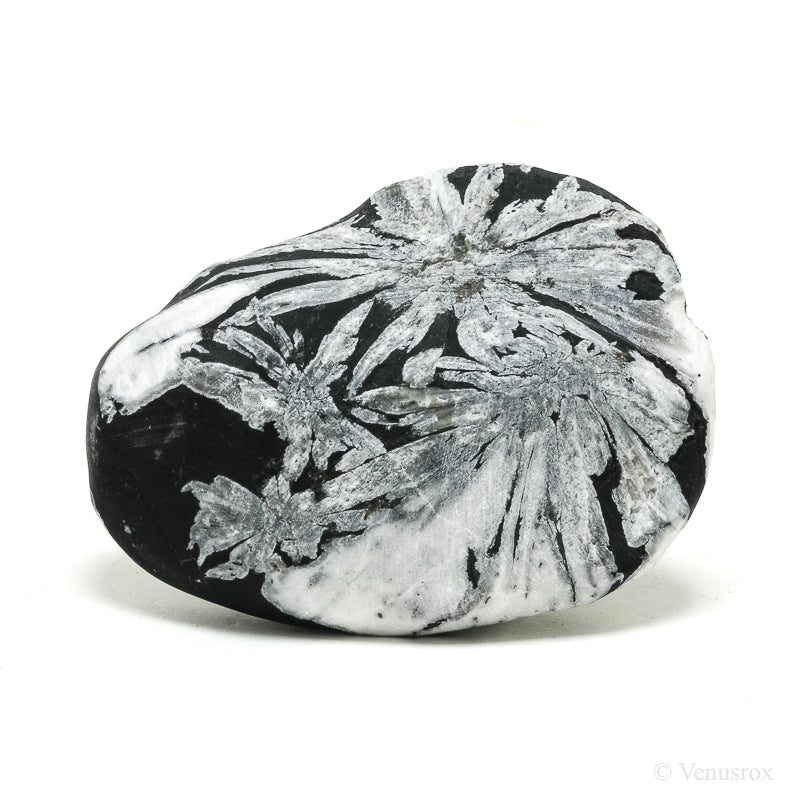 Chrysanthemum Stone from China | Venusrox