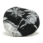 Chrysanthemum Stone from China | Venusrox
