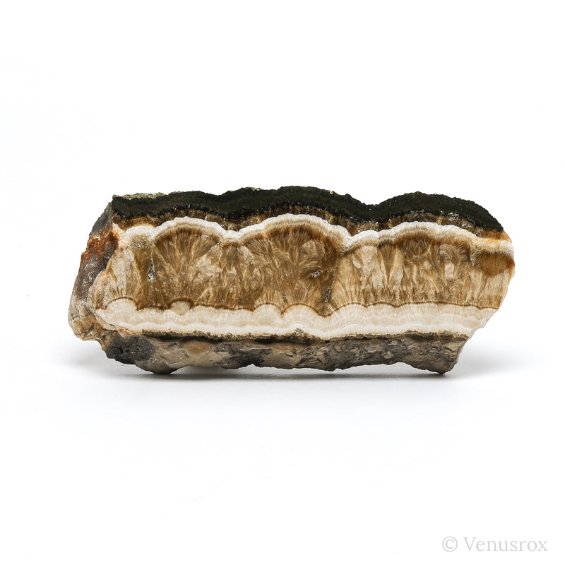 Barite & Marcasite Part Polished/Part Natural Crystal from the Lubin Mine, Silezia, Poland | Venusrox