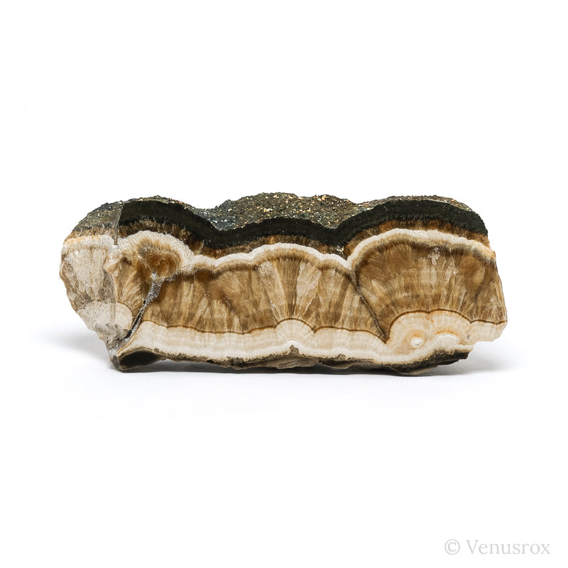 Barite & Marcasite Part Polished/Part Natural Crystal from the Lubin Mine, Silezia, Poland | Venusrox