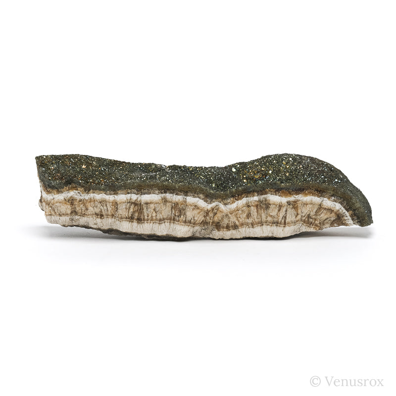 Barite & Marcasite Part Polished/Part Natural Crystal from the Lubin Mine, Silezia, Poland | Venusrox