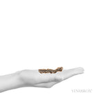 Fulgurite from North Africa | Venusrox